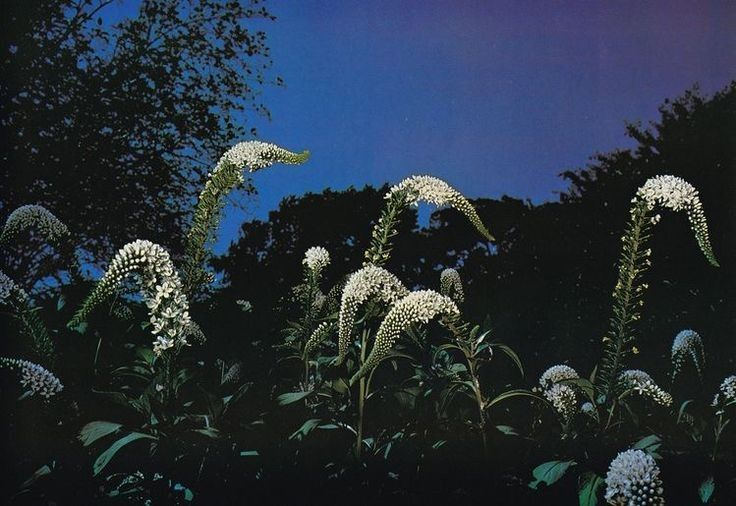 quit my job because memento mori